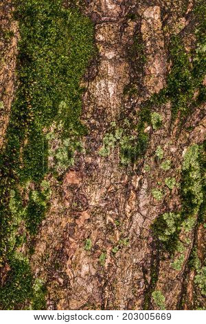 Ruby Wrinkled Bark