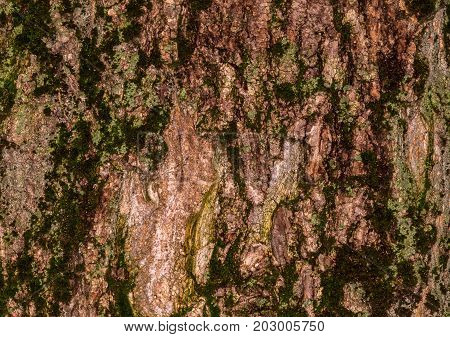 Ruby Wrinkled Bark
