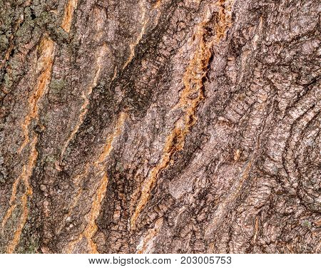 Ruby Wrinkled Bark