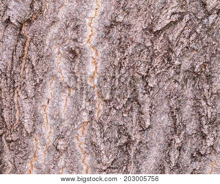Ruby Wrinkled Bark