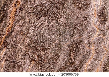 Ruby Wrinkled Bark