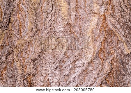 Ruby Wrinkled Bark