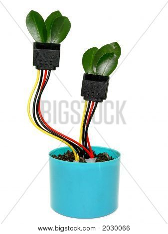 Voksende Sata kabel