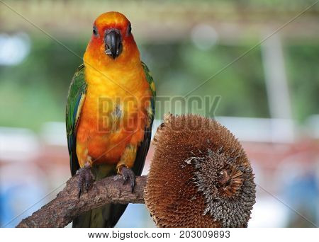 Sun Conure parrot with red orange yellow green and blue colors standing on tree branch and eating sunflower seeds