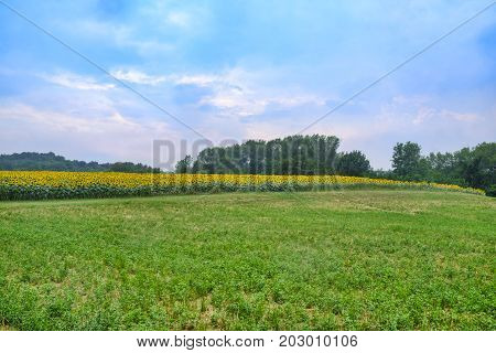 Country road near Vigolo Marchese (Piacenza Emilia Romagna Italy): landscape along the road from Carpaneto Piacentino with sunflowers
