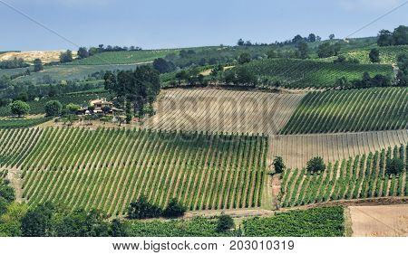 Rural landscape at summertime along the road from Santa Maria della Versa to Poggio Pornenzo (Pavia Lombardy)