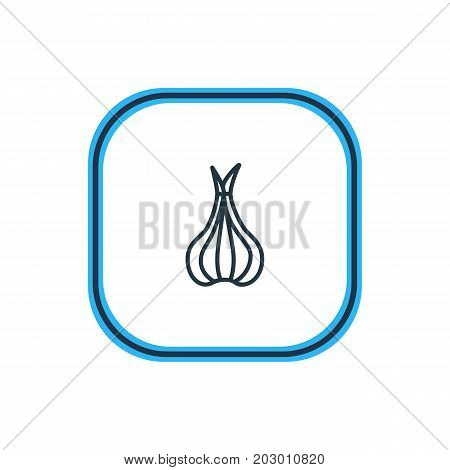 Beautiful Food Element Also Can Be Used As Sativum Element.  Vector Illustration Of Allium Outline.
