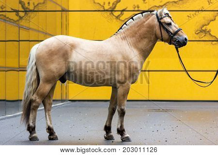 Norvegian Fjord Male In Bridle Staying Outdoor