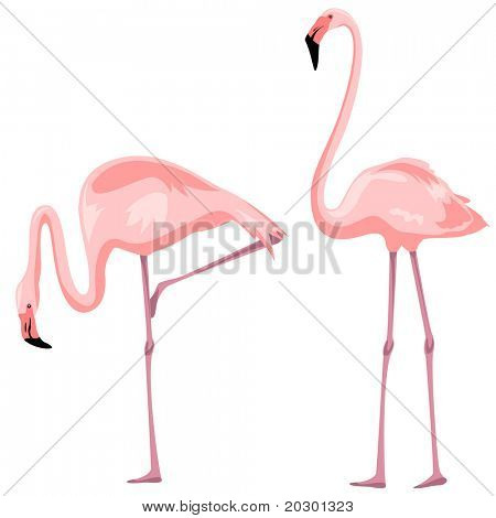 Flamingo