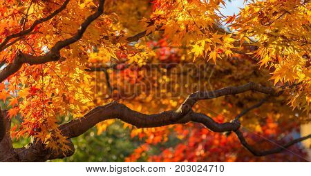 Autunm Trees