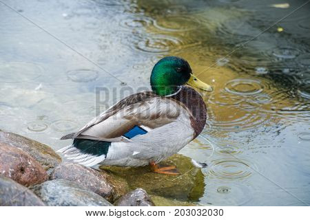 Male duck cleans feathers in the rain.