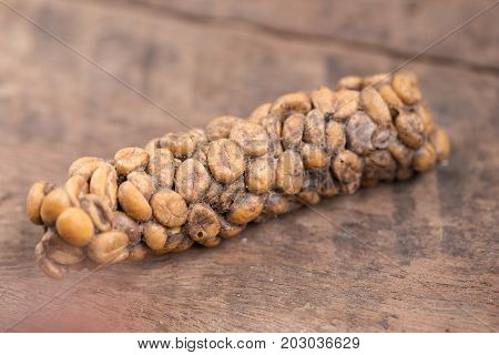 Kopi Luwak Or Civet Coffee, Coffee Beans Excreted By The Civet