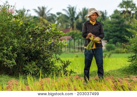 SIEM REAP CAMBODIA - SEPTEMBER 12 2015: A woman working in the rice fiels of Cambodia.