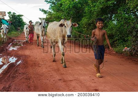 SIEM REAP CAMBODIA - SEPTEMBER 5 2015: A boy and his mother walk cows down a dirt road in the countryside.