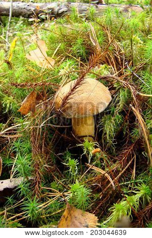 Red velvet mushroom grew in the forest on the green moss.