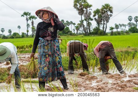 SIEM REAP CAMBODIA - 9/12/2015: A woman stops briefly while working in the rice fields.
