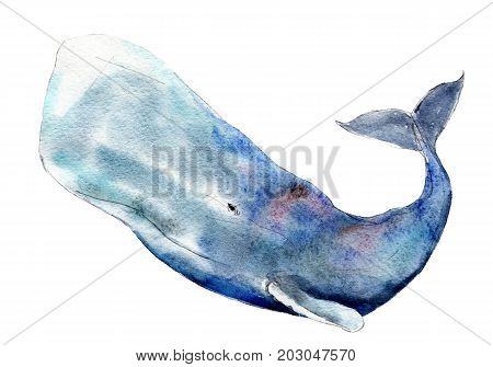 Watercolor sperm whale hand-drawn illustration isolated on white background.