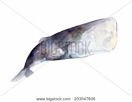 Watercolor sperm whale hand-drawn illustration isolated on white background.