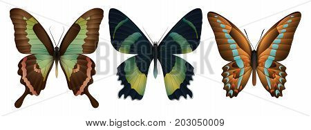 Set of colorful realistic butterflies. Vector 3D illustration