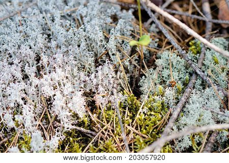 litter of needles, grass and colored moss