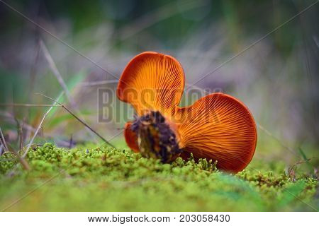 toxic omphalotus olearius mushroom in the forest