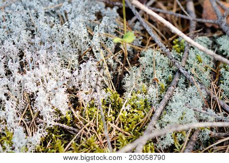 litter of needles, grass and colored moss
