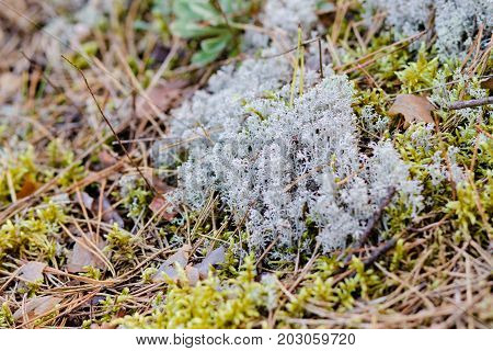 litter of needles, grass and colored moss