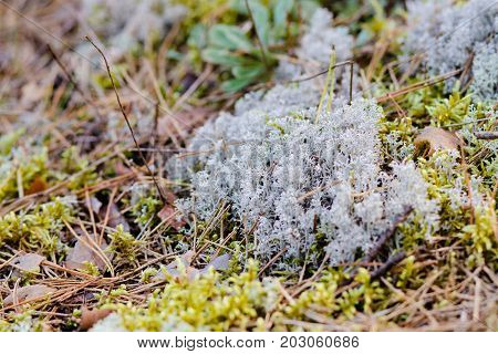 litter of needles, grass and colored moss