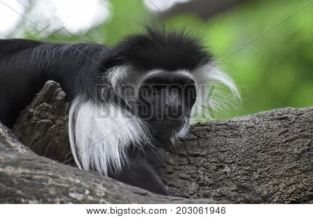 Colobus monkeys are also known as mantled guerezas.
