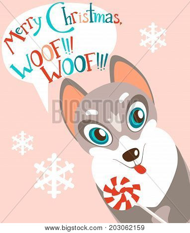 Christas vector flat card with the cute puppy. New year holiday atmosphere, winter symbol. Dog Husky with the lollipop, felicitation in the bubble