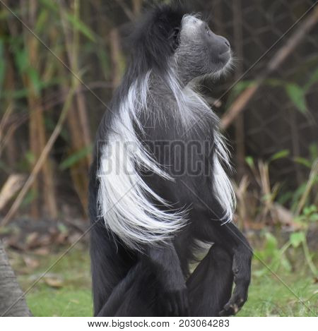 Cute black and white colobus monkey sitting up.