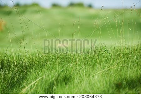 big green golf course closeup. selective focus