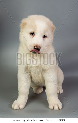 White Puppy Alabai On A Gray Background, Studio