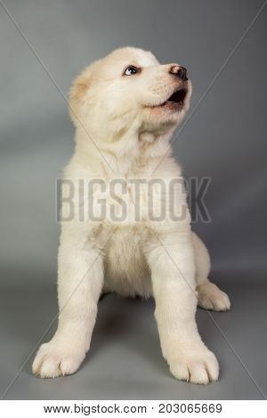 White Puppy Alabai On A Gray Background, Studio