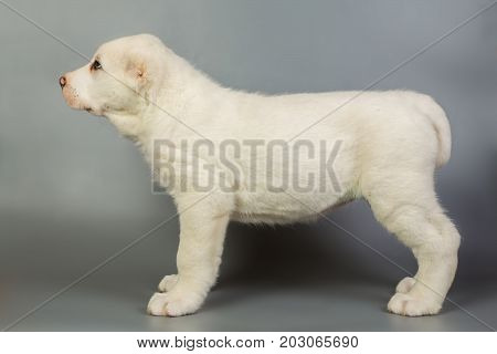 White Puppy Alabai On A Gray Background, Studio