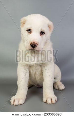 White Puppy Alabai On A Gray Background, Studio