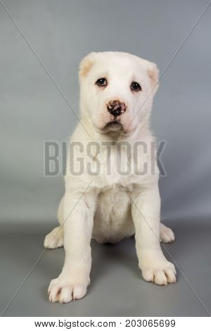 White Puppy Alabai On A Gray Background, Studio