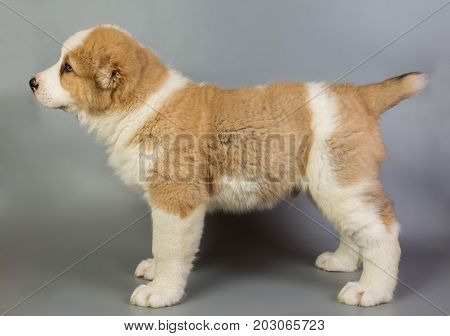 Brown And White Puppy Alabai On A Gray Background, Studio