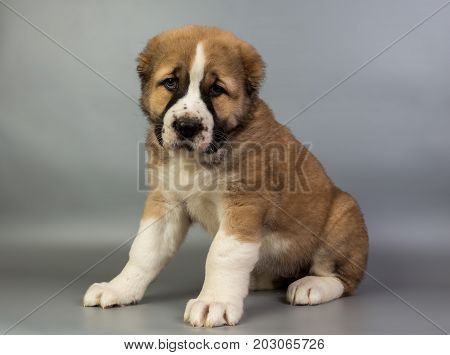 Brown And White Puppy Alabai On A Gray Background, Studio