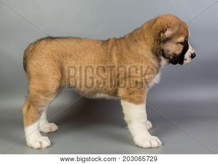 Brown And White Puppy Alabai On A Gray Background, Studio