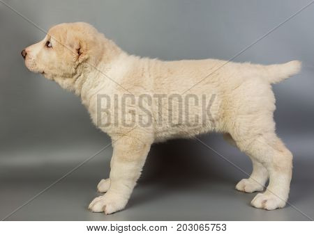 White Puppy Alabai On A Gray Background, Studio