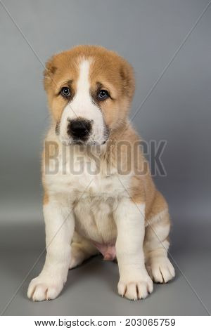 Brown And White Puppy Alabai On A Gray Background, Studio