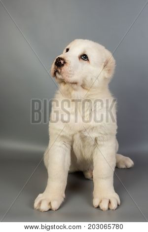 White Puppy Alabai On A Gray Background, Studio
