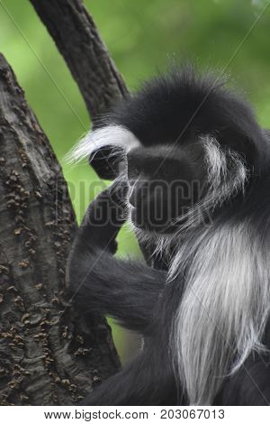 Colobus monkey with long black and white fur.