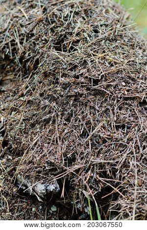 forest anthill in a log with large ants