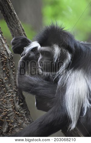 Black and white colobus monkey with long fur down his back.