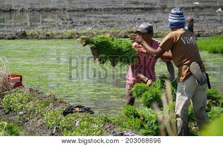 DAVAO ORIENTAL, PHILIPPINES--Ricefield workers pulling the rice seedlings through the muddy fields ready for planting in Banay-banay, Davao Oriental, southern Philippines. Photo taken in March 2016.