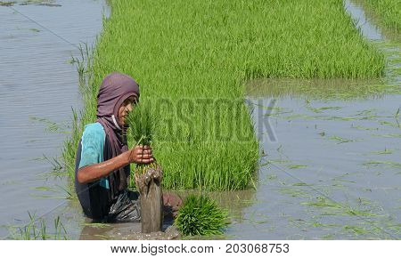 DAVAO ORIENTAL, PHILIPPINES--A young boy smiles as he pulls out the rice stalks to get it ready for planting in Banay-banay, Davao Oriental, southern Philippines. Photo taken in March 2016.