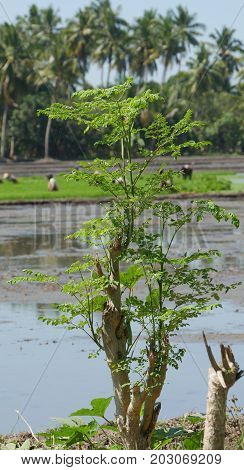 Tall malunggay plant with leaves in the bank of a ricefield