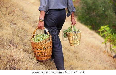men take of a basket of raw raisin